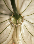Space Eternity Ring